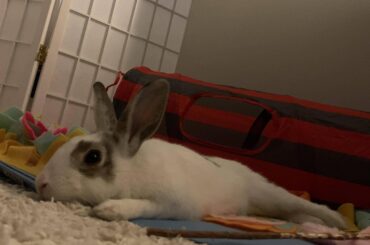 Had to put this little stinker in his pen for the first time in weeks because he made a massive mess on my bed. Why do I feel so guilty?