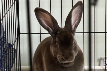 I peed in the bed because the dog slept with mom and I didn’t like it.