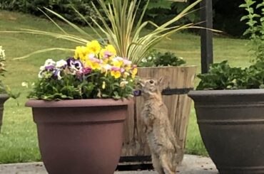 Bunny eating pansies.