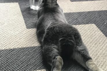 I can’t stop starring at this butt