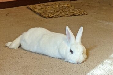 She fell asleep in the sunbeam and woke up to disappointment.