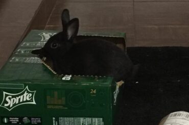 Raven the Bunny Queen activating Loaf Mode.