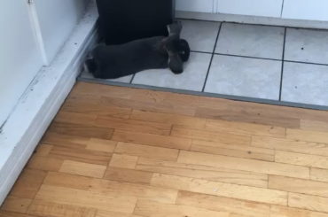 The time Olga tried not being a lop anymore…… resting by the garbage can like the dirtbag he is! 💛
