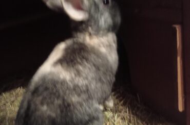 Bunny right before takeoff