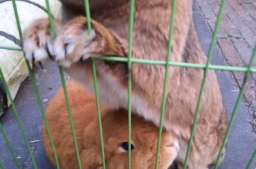 Humon! dou yu have fod