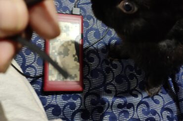 Wakes me up at 2am so he could do zoomies in my bed. Then proceeds to chew off my charging cable