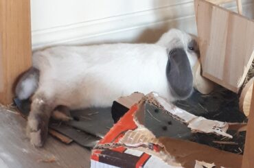 Luna likes to sleep wedged between the table leg and the hay cart...