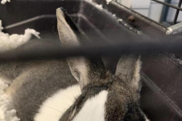 It was suggested I share this here: Posted on Facebook by my local animal shelter: