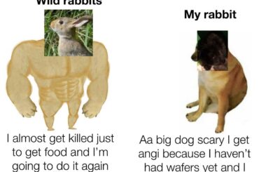 He’s favourite food is wafers and when he do not get he stomps he’s feats