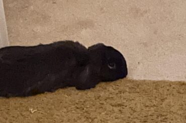 Long ben with his chin on floor