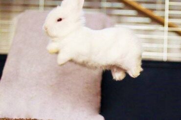 bitty mitts, huge hops