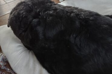 My bunny gets offended when the dog lays on her own bed.