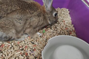 She flipped her food bowl just to eat her food from the floor ;-;
