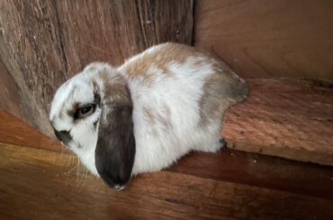 Loafed up on that piece of wood 😆