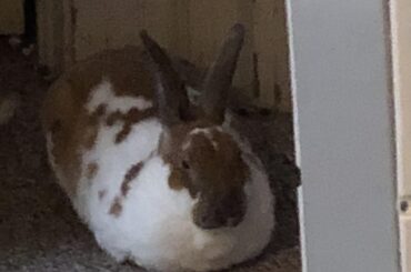 Perfect speckled potato