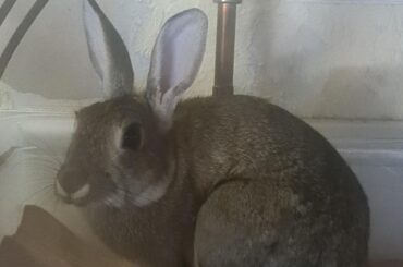 Guilty as F*CK and trying to cute his way out of the wholesale wallpaper destruction!