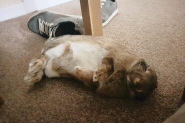Flooped out under the dining room table after a heavy leg munching session!