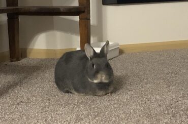 Bugs, Loafing around the new apartment.