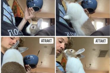 How to train a hoomin