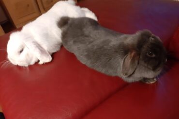 ITS DOUBLE-NOODLE-TIME!!!!!!