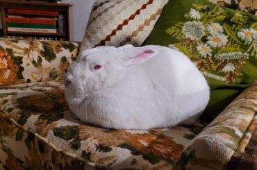 This is Yuna, we call her "The Round God" during food time.