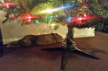 This is my Christmas Noodle