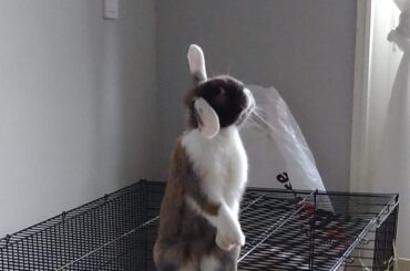 Why stay in the cage when you can stand on it?!