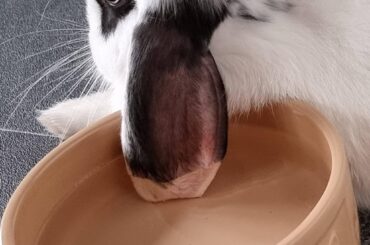 Chester, get your ear out of your water bowl!