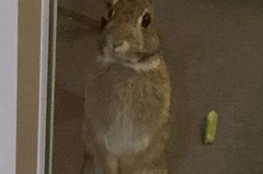 Big Fella - a rescue of mine from a couple years back