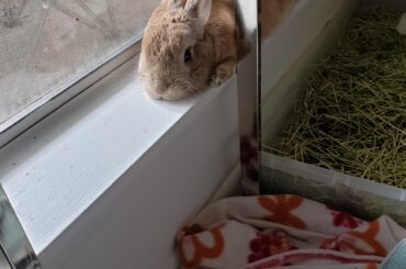the windowsill squished behind a metal table leg, the best napping spot