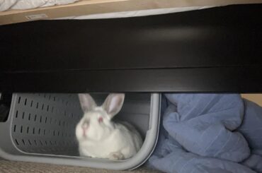 I caught the big dumbo