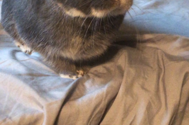 Bugs, becoming a loaf.