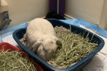Sleeping in the litter box...Fancy pet bed be damned!