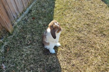 compilation of Juniper standing up during his outside time today