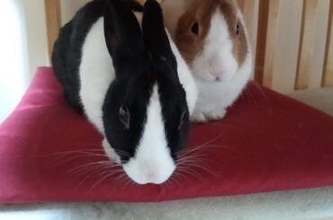 Our current duo - half siblings, 6mo, on their favourite chair.