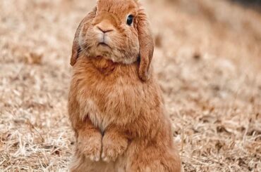 Standing LOP