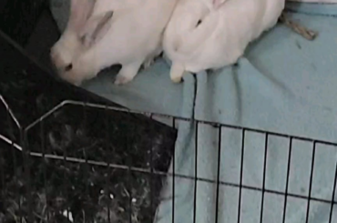 No kisses? Fine. I will simply transform into bread