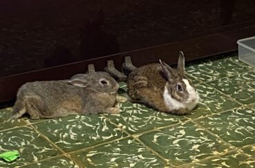 a baguette and a loaf chilling under the piano