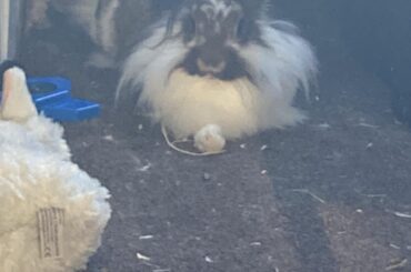With her little front leg out