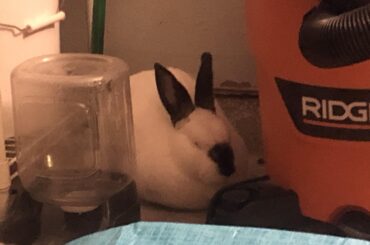 Just got the AC fixed and I was blessed with a rare Clover loaf