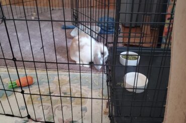 Decided that the litterbox is so last week, now in bunny jail.