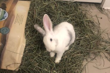 Lesson learned: don’t leave hay bag open and unattended