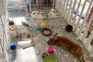 My little noodles ❤️