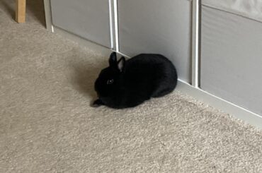 Black loaf with a paw tease, meet our beloved Karen 😆.