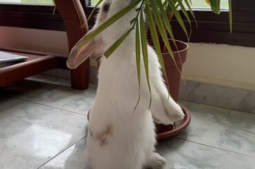 Bonnie standing to attack a poor defenseless plant