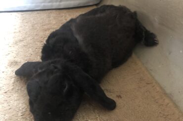 how is he comfy with his legs up on the wall 😞