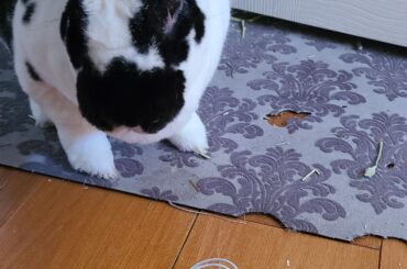 Another one bites the dust -_- He tried to eat them again while I was shaming him..