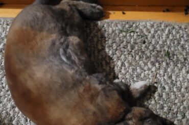 Darrell is enjoying scarring me by sleeping in the dead bunny position.