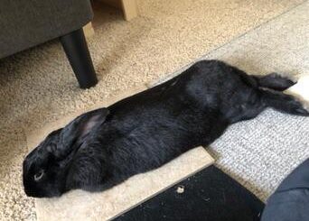 Melted after some head rubs