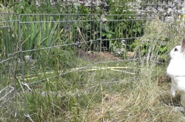 "Do I hear carrots?" Zippy